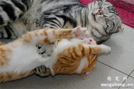 发情期的猫咪不能吃什么？