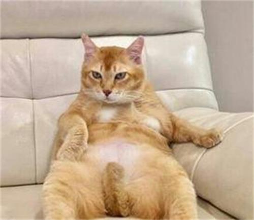 发情期的猫咪都会乱尿吗？