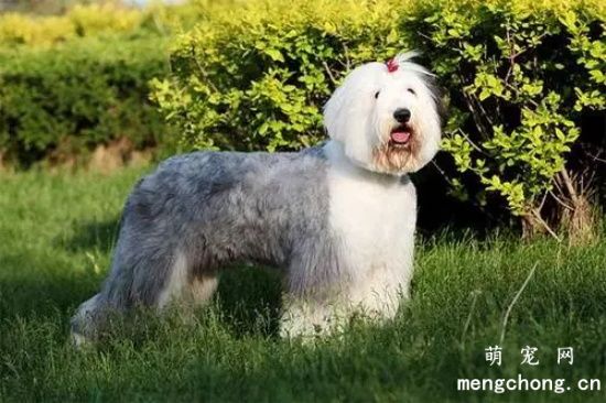 古代牧羊犬的护理技巧