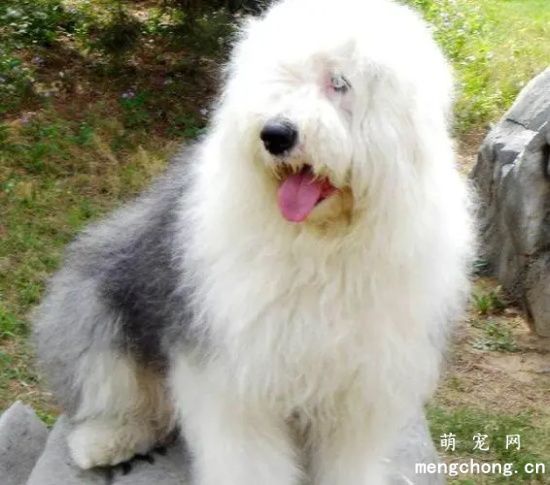 古牧犬的性格怎么样