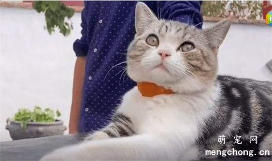 叨乐是什么品种的猫
