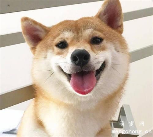 只有天热要注意狗狗的驱虫吗？