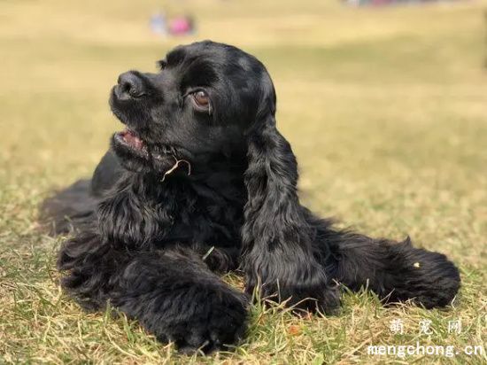 可卡犬产后和产前怎么护理