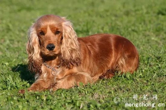 可卡犬啃咬家里的物品怎么办？