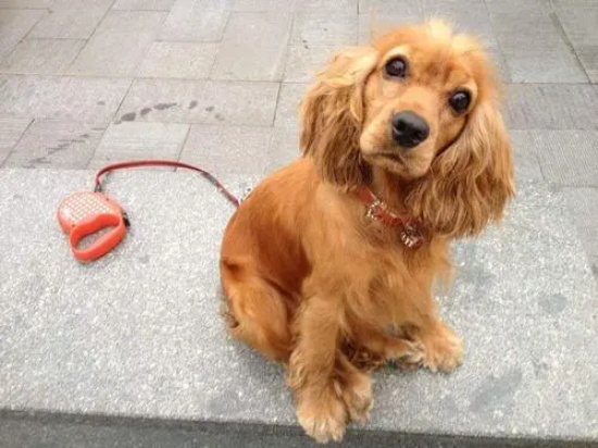 可卡犬最安全的选购技巧和方法