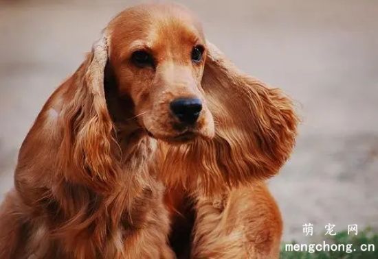 可卡犬的美容方法