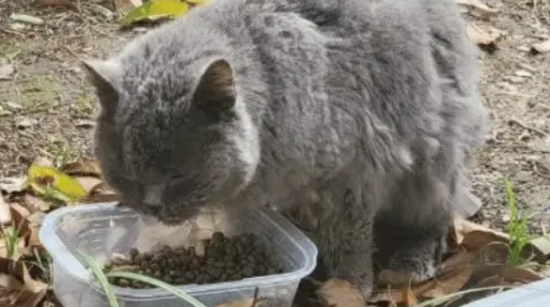 可怜猫咪被丢了3次，竟只因几块钱就能治好的小毛病！