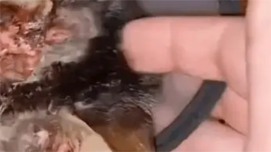 可怜猫咪被丢了3次，竟只因几块钱就能治好的小毛病！