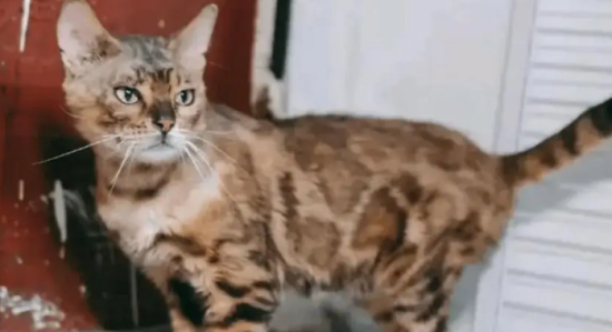 可怜猫咪被丢了3次，竟只因几块钱就能治好的小毛病！