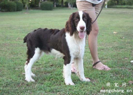 史宾格犬多少钱一只