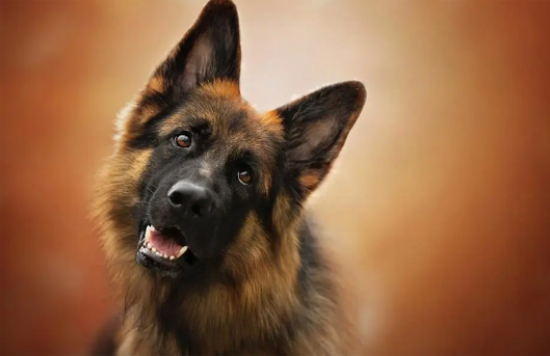 各个国家的国犬是哪些