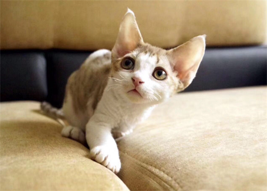 同窝的猫可以繁殖吗