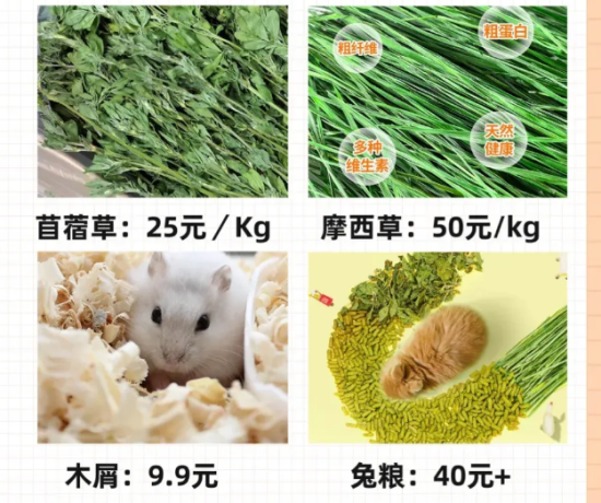 听说你想养兔子，你知道需要花多少钱吗？