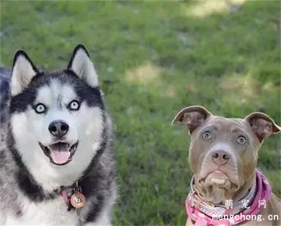 哈士奇找了只比特犬当媳妇，结果几天后邻居崩溃了：这狗还能要吗？