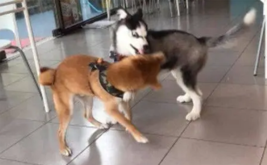 哈士奇遇上柴犬，于是就成了表情包大战