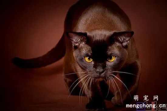 哈瓦那棕猫多少钱 哈瓦那棕猫价格行情
