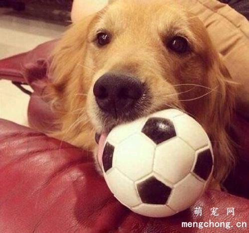 哪些原因会导致狗狗拉肚子？