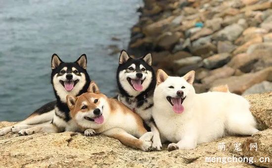 哪些颜色的柴犬最好？