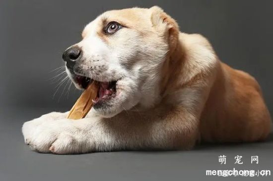 哪些骨头会对狗狗健康造成巨大的威胁