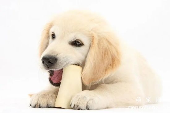 哪些骨头适合狗狗食用