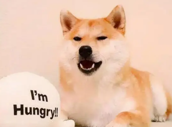 哪里买柴犬比较好