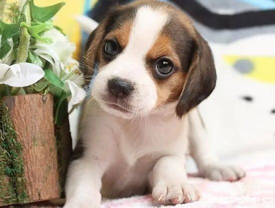 哺乳期幼犬饲养的注意事项
