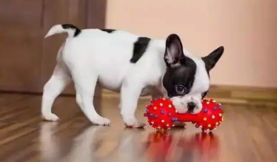 哺乳期母犬喂养要点