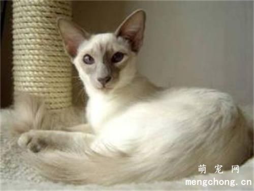 哺乳期猫咪拉稀怎么办?