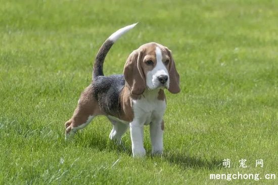 啥时给比格犬打疫苗?
