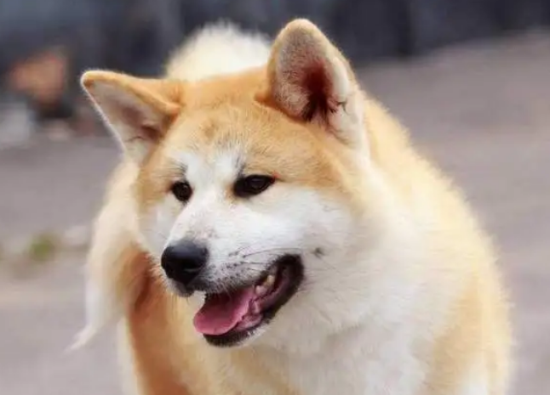 喂养秋田犬注意事项