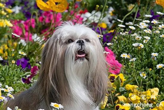 喂养西施犬的注意事项