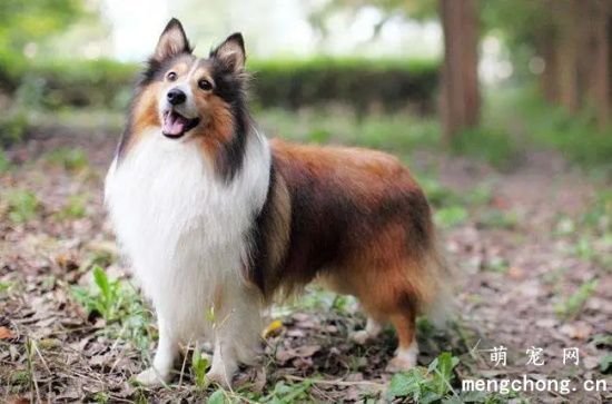 喜乐蒂牧羊犬如何养护？