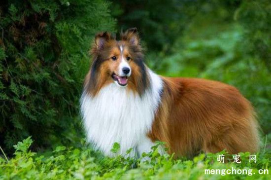 喜乐蒂牧羊犬怎么挑品相