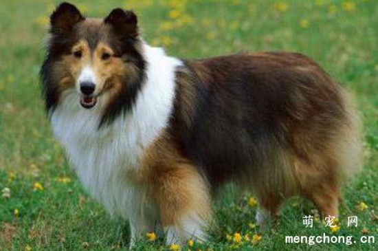 喜乐蒂牧羊犬的优点和缺点