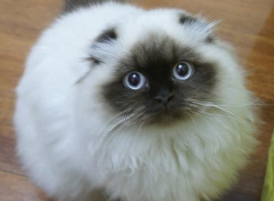 喜马拉雅猫多大绝育比较好