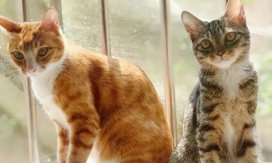 四个月的母猫会不会怀孕