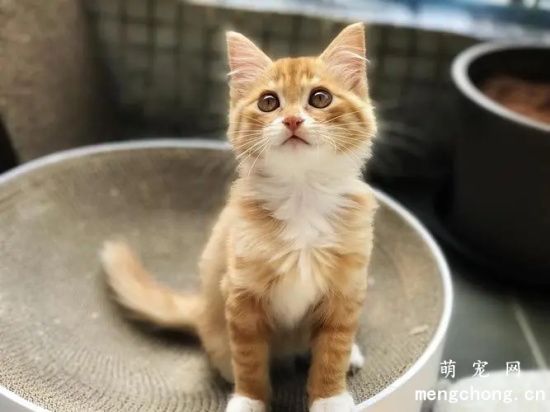 四种脾气超级好的猫咪，个个都很温顺