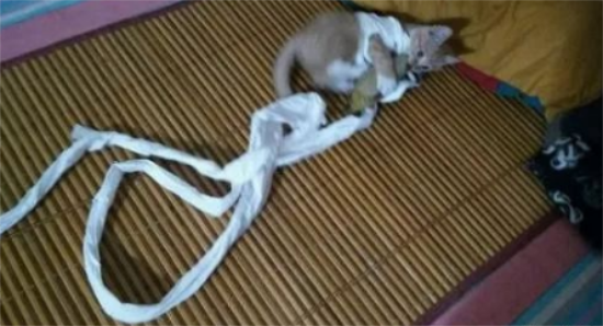 回家看到猫这样气的主人要用脚把猫熏死炖汤，网友笑了