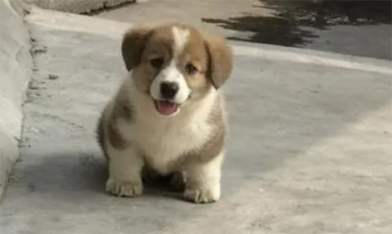 土狗多久成年
