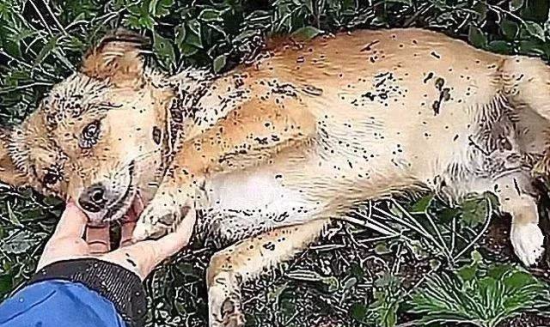 土狗知道自己要死了，赶紧离家出走，主人找到它后，满脸心疼