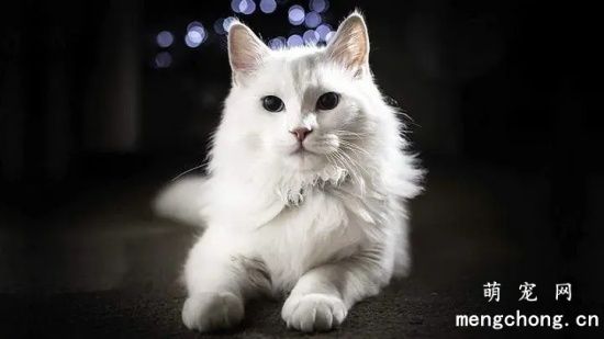 土耳其安哥拉猫遗传病：有很高的几率出现失聪