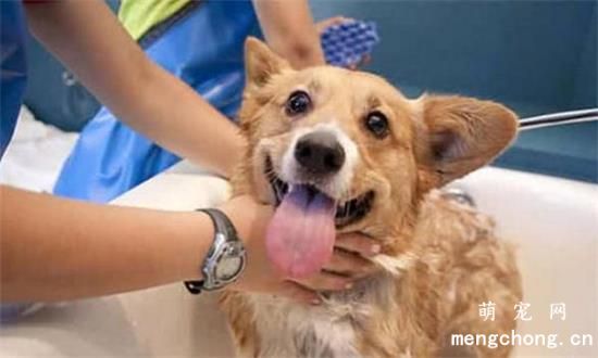 狗狗洗澡