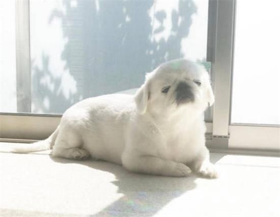 狗狗可爱