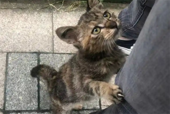 在雨中无助奔跑的流浪小猫，被她一把抱起：别怕，我带你回家