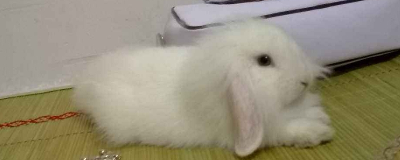 垂耳兔多长时间会认人