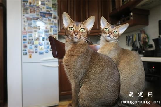 埃及艳后猫咪是什么