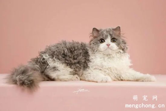 塞尔凯克卷毛猫多少钱？