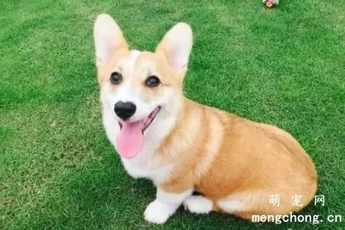 夏天如何为狗狗降温