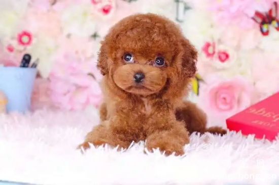 夏天应该如何帮泰迪犬降温