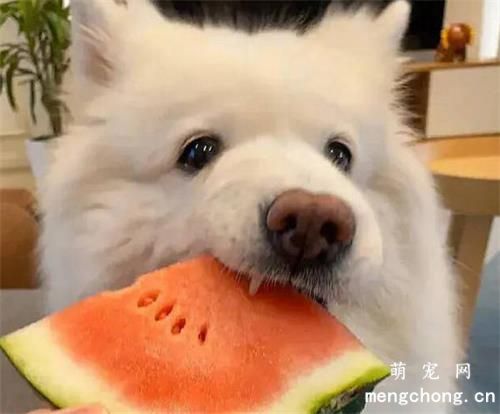 夏天怎么养好萨摩耶狗？